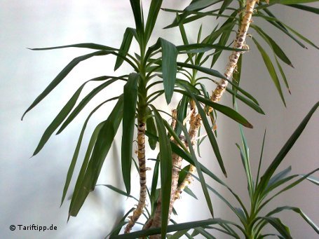 Sattes Gr&uuml;n: Zumindest die Farbdarstellung der Bl&auml;tter dieser Pflanze geht in Ordnung